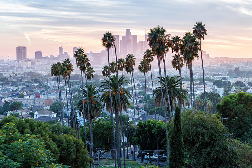 Palm trees and the la city skyline
